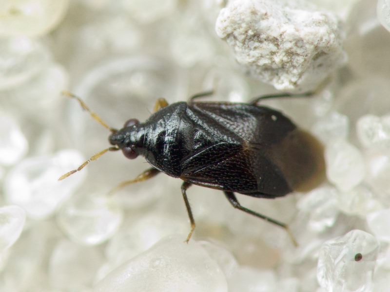 Orius niger (Wolff, 1811)